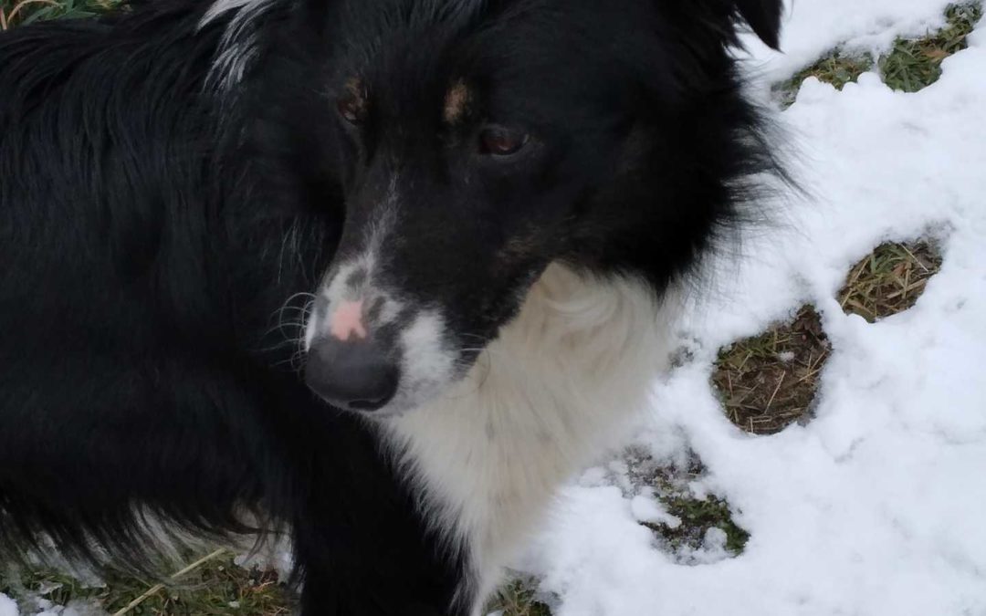 Trouvé chien errant