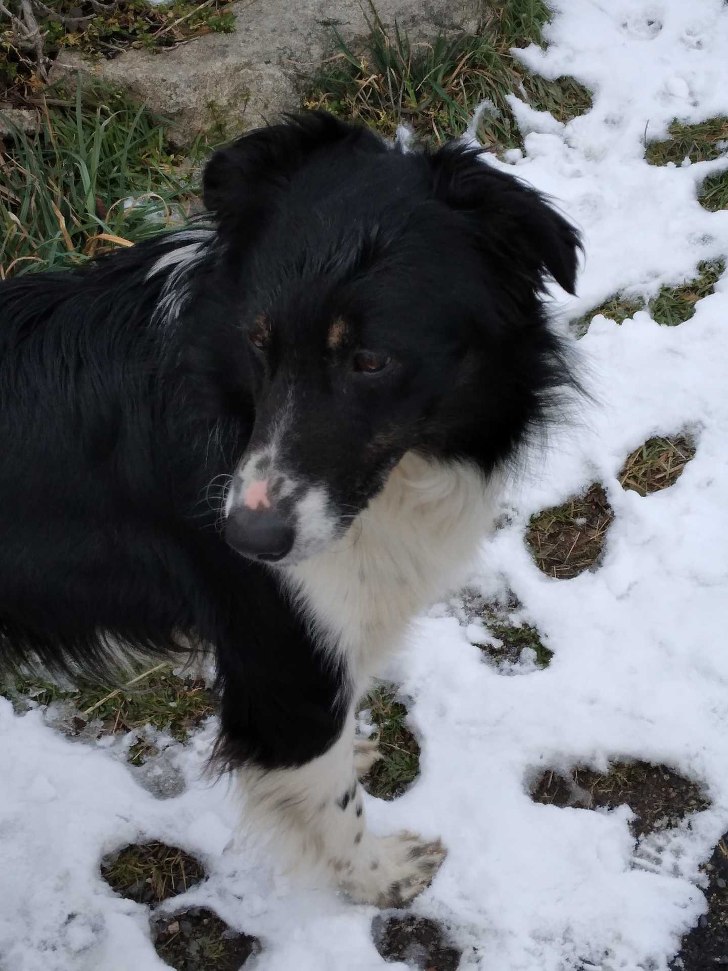 chien trouvé 1